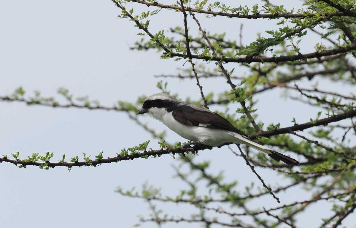 Gray-backed Fiscal - ML608421961