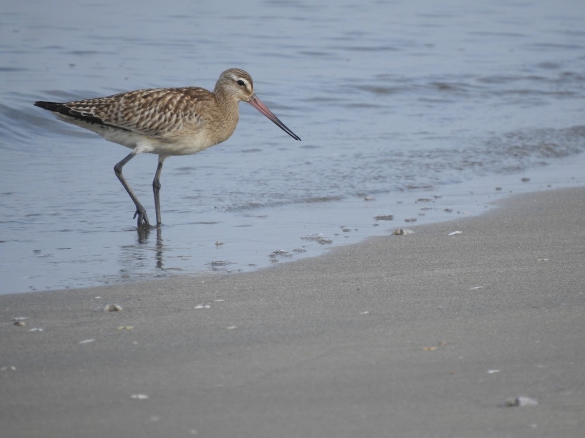 Bar-tailed Godwit - ML608422033