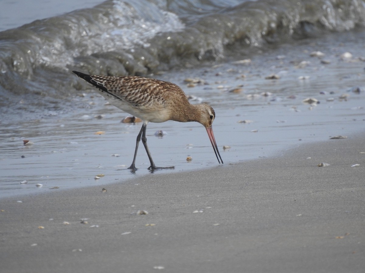 Bar-tailed Godwit - ML608422034