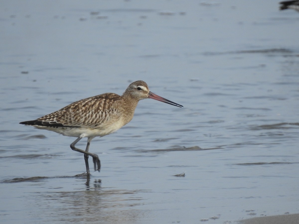 Bar-tailed Godwit - ML608422035