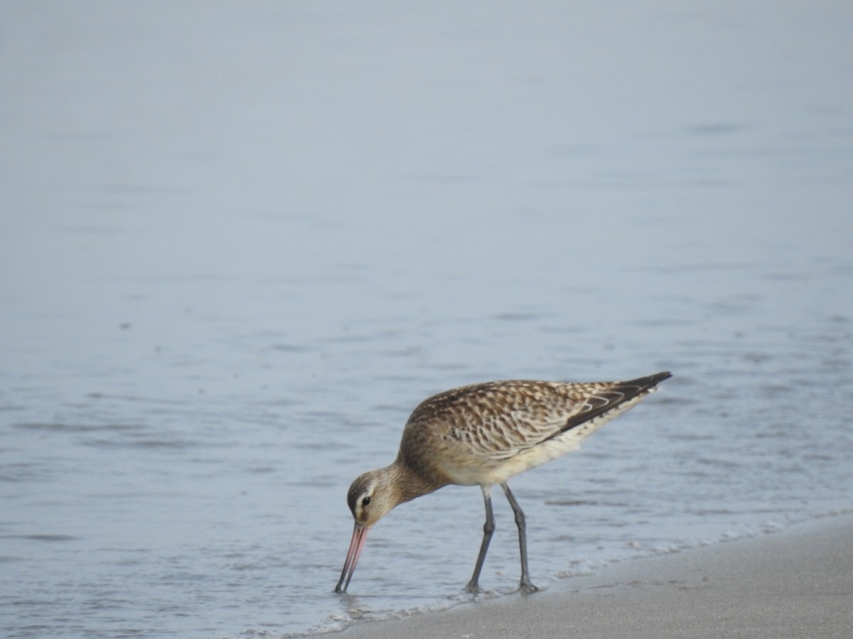Bar-tailed Godwit - ML608422036