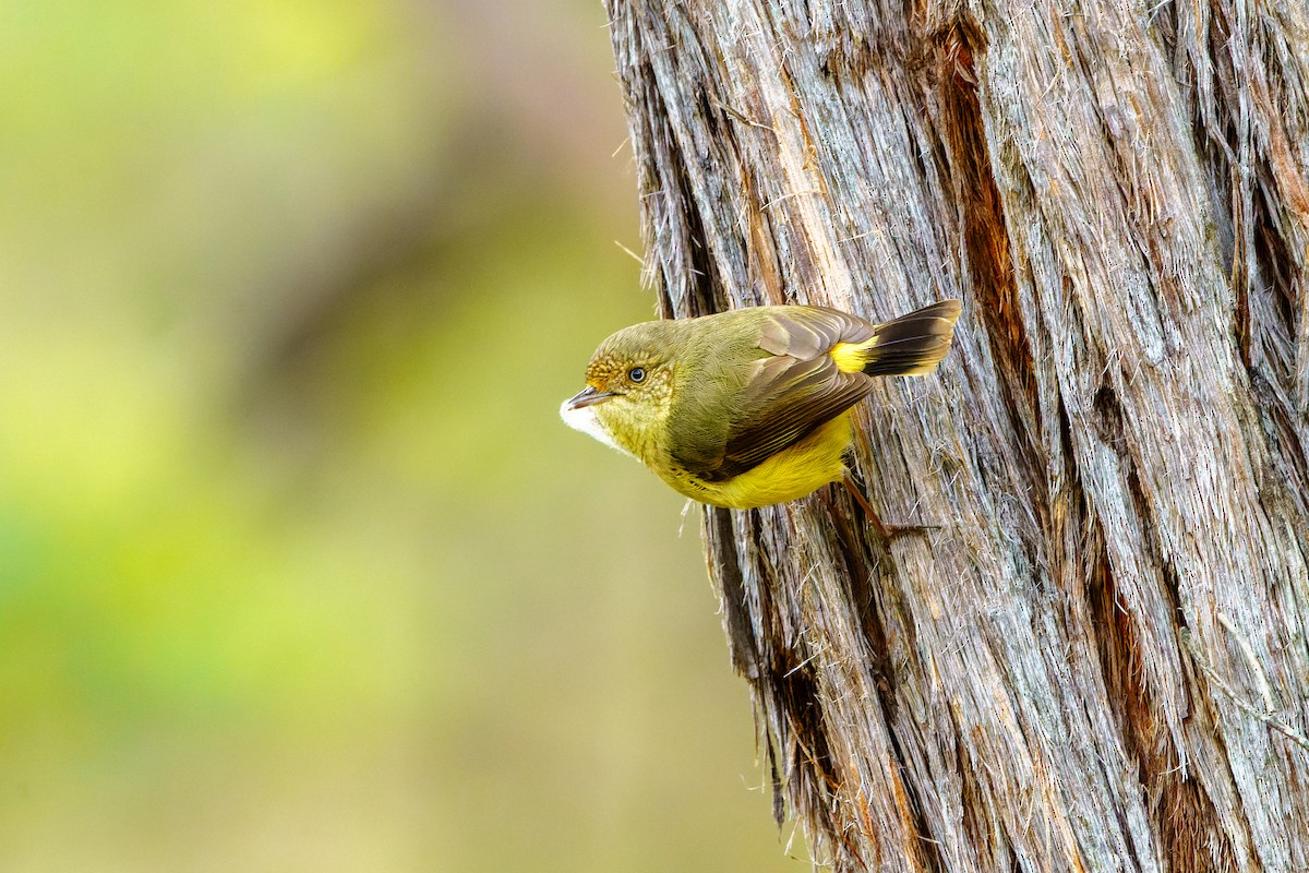 Buff-rumped Thornbill - James Churches