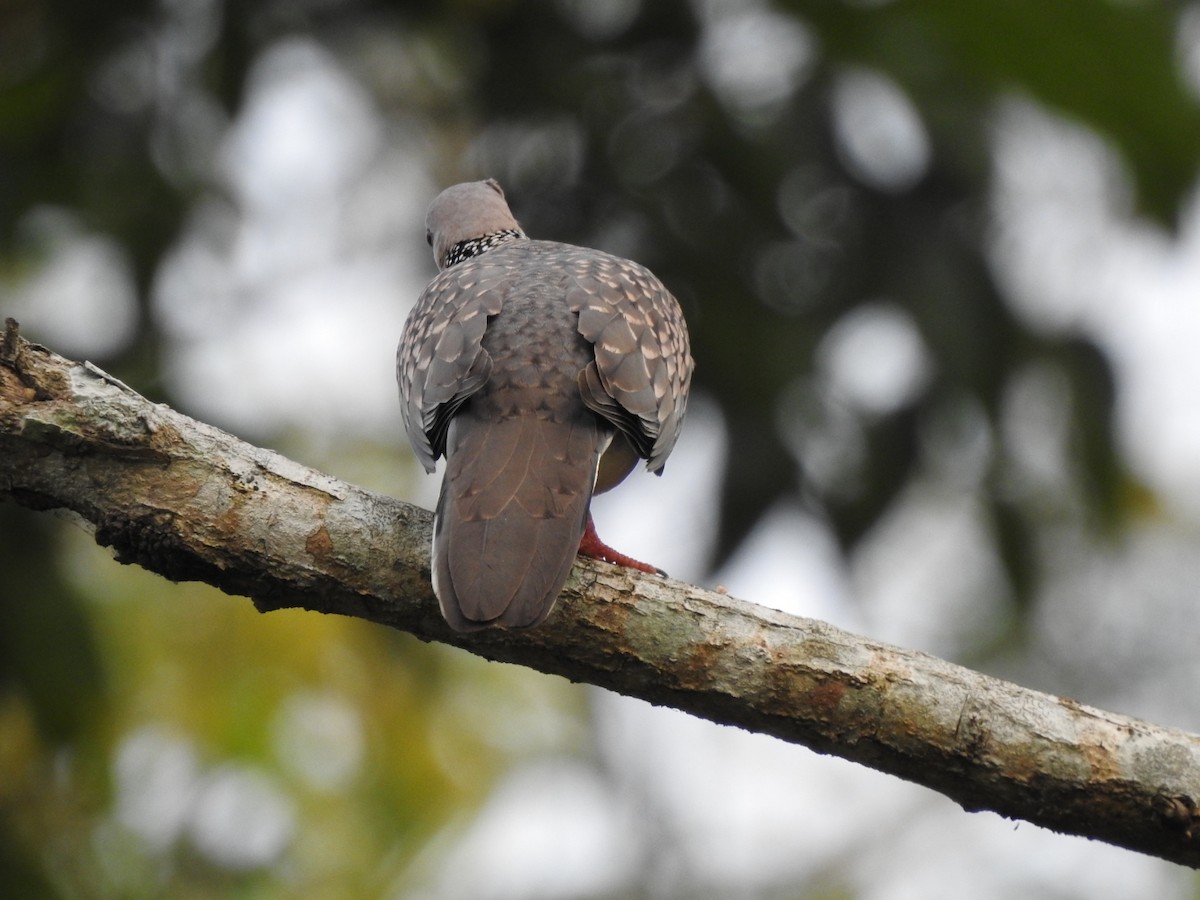 Spotted Dove - ML608422105