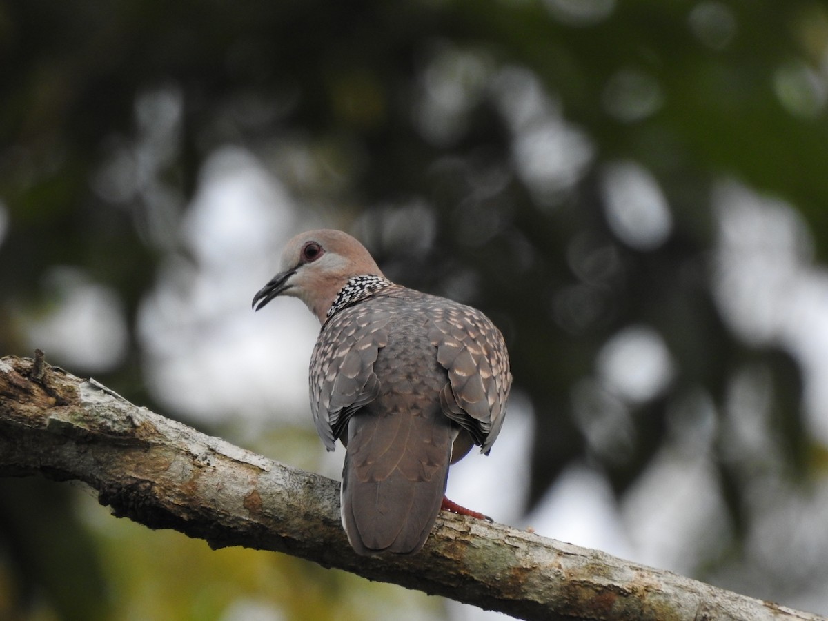 Spotted Dove - ML608422106
