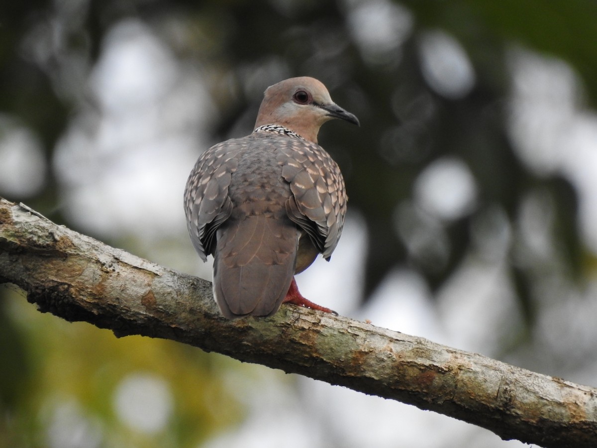 Spotted Dove - ML608422107