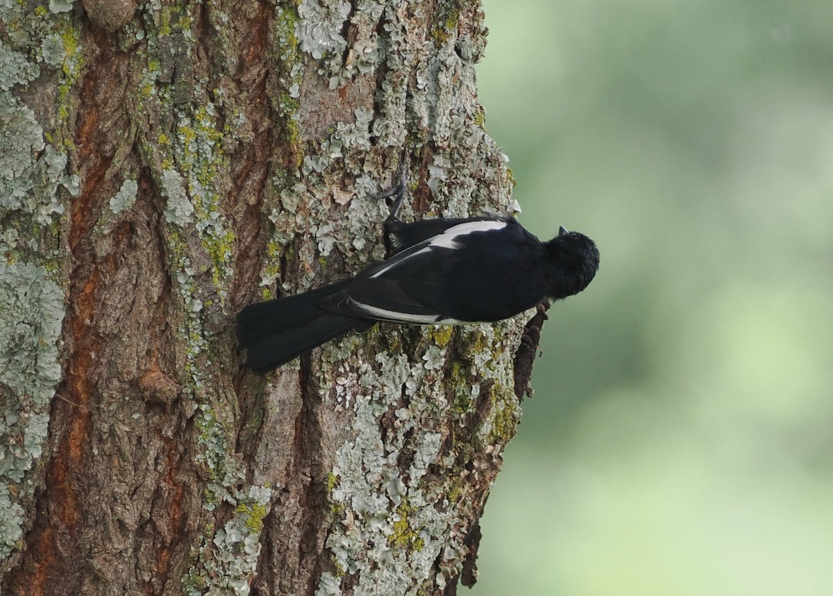 White-winged Black-Tit - ML608422121