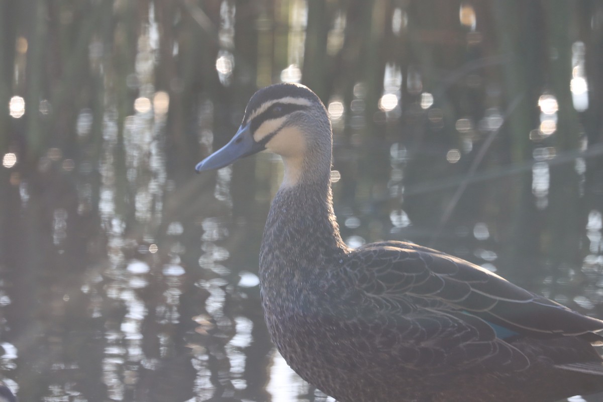 Pacific Black Duck - ML608422128