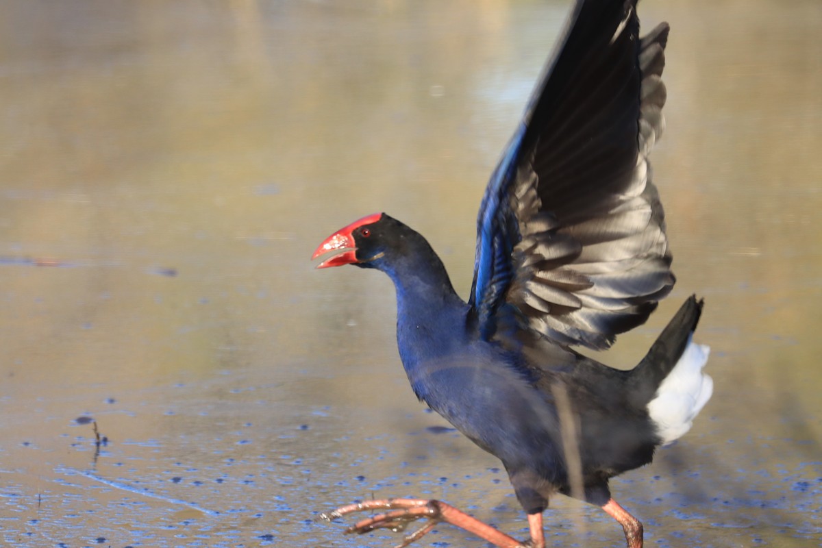 Australasian Swamphen - ML608422129