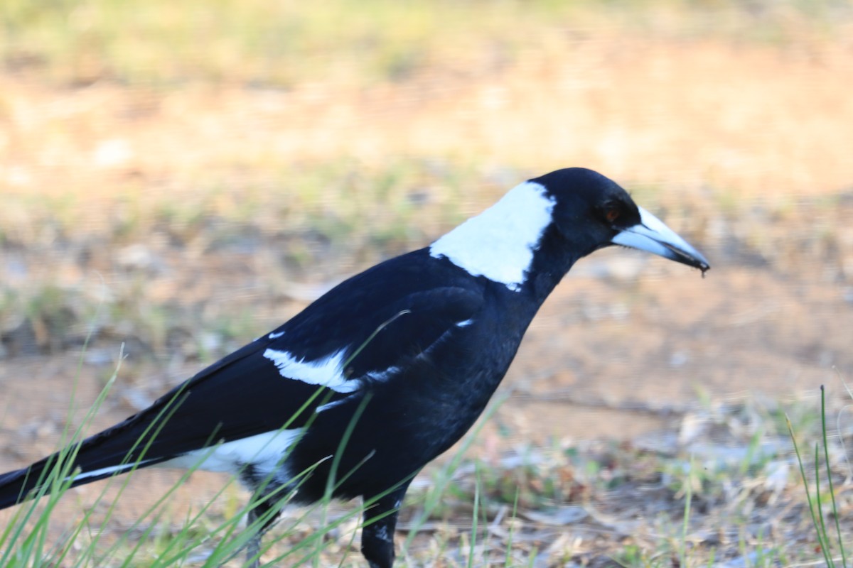 Australian Magpie (Black-backed) - ML608422133