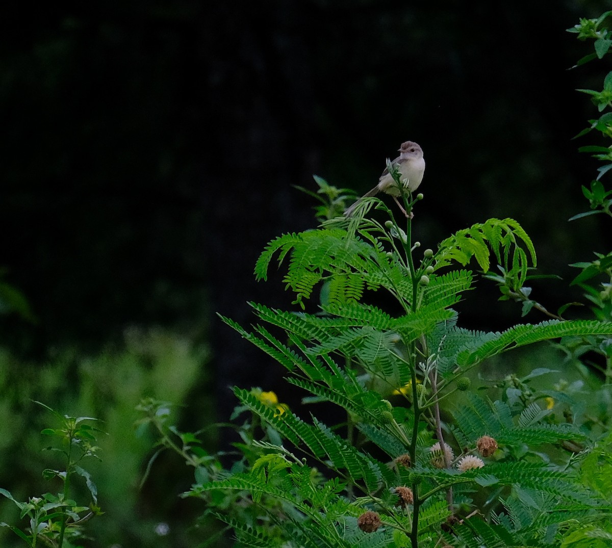 Plain Prinia - ML608422213