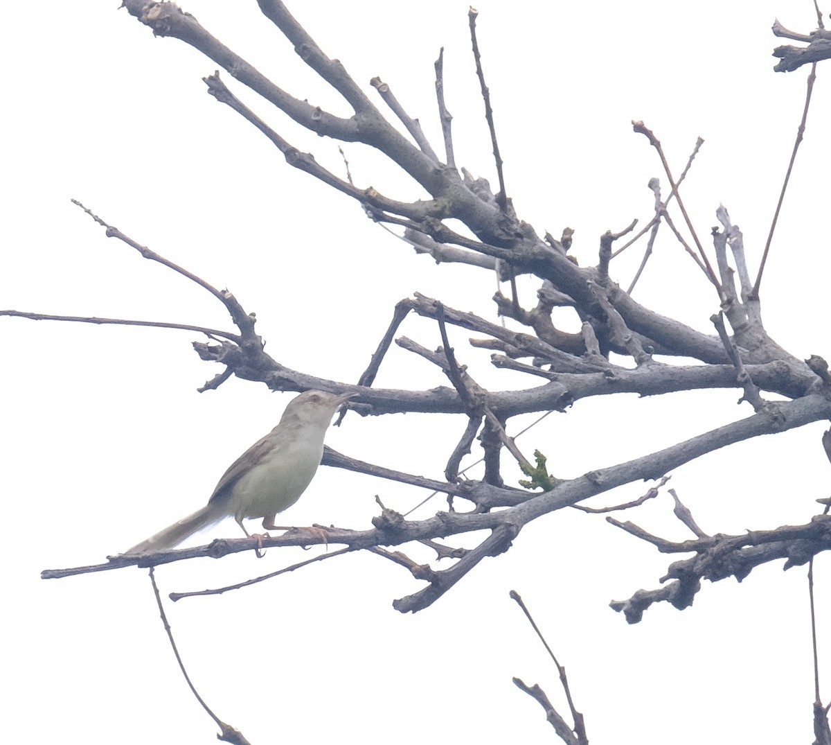 Prinia Sencilla - ML608422214