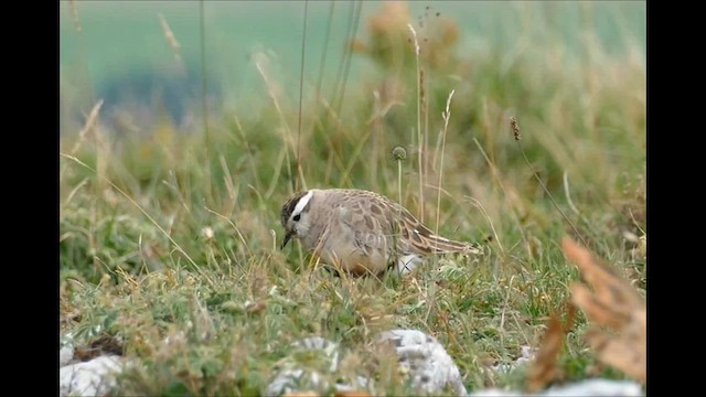 Eurasian Dotterel - ML608422251