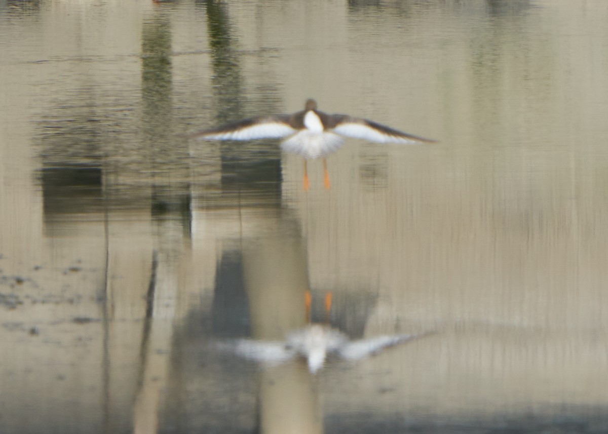 Common Redshank - ML608422280