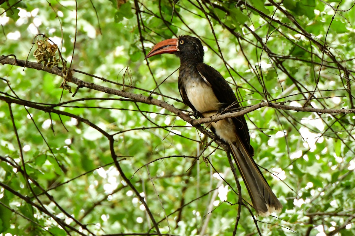 Crowned Hornbill - Maryse Neukomm