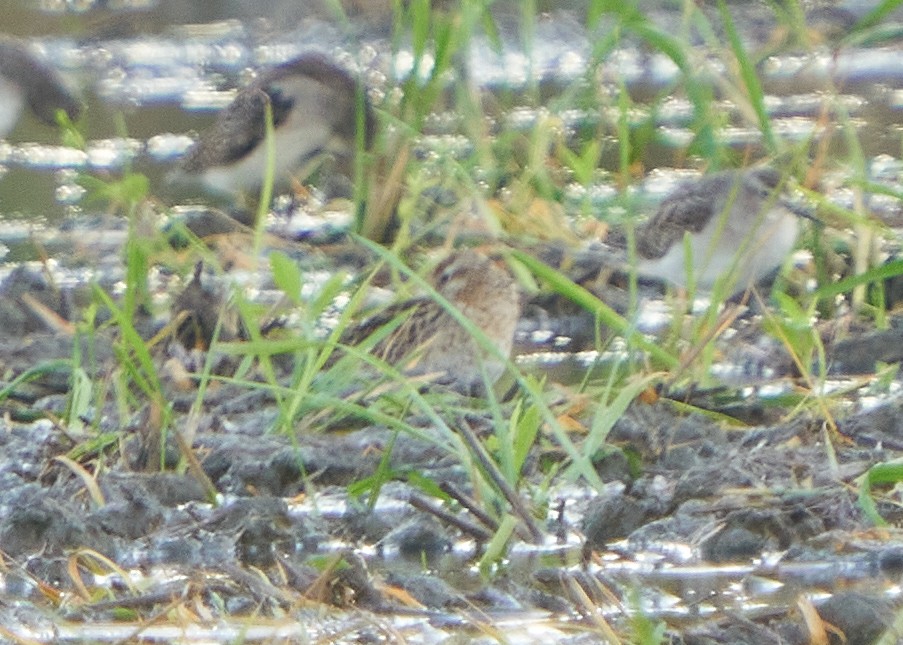 Sharp-tailed Sandpiper - ML608422297