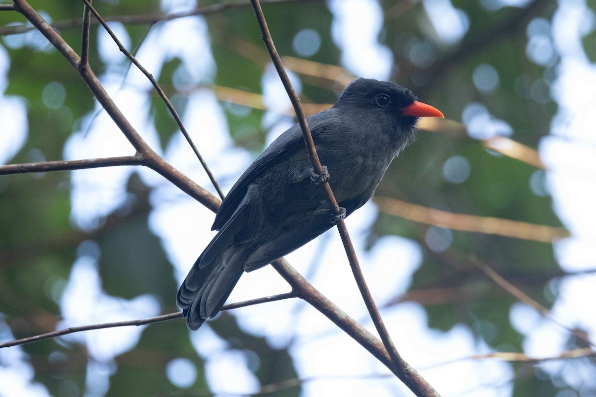 Black-fronted Nunbird - Eric VanderWerf