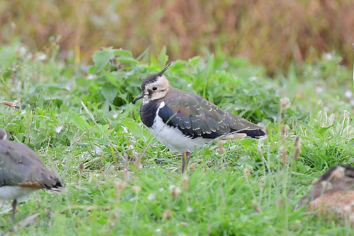 Northern Lapwing - ML608422352