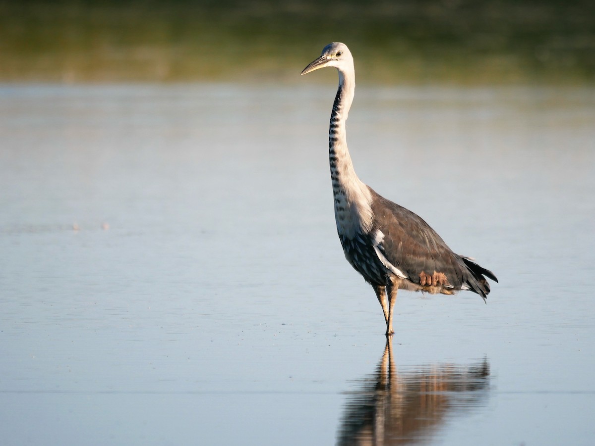 Pacific Heron - ML608422437