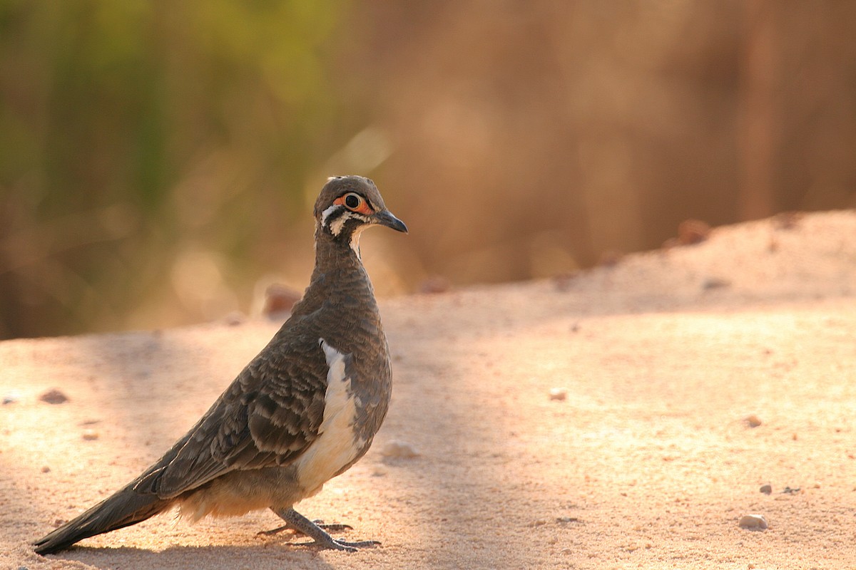 Squatter Pigeon - ML608422478