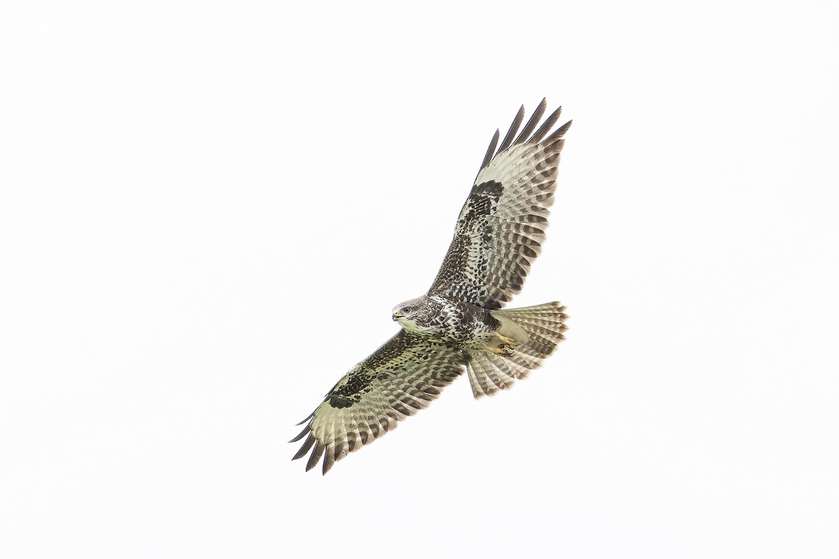 Common Buzzard - ML608422550