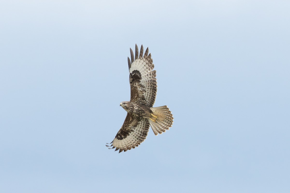 Common Buzzard - ML608422551