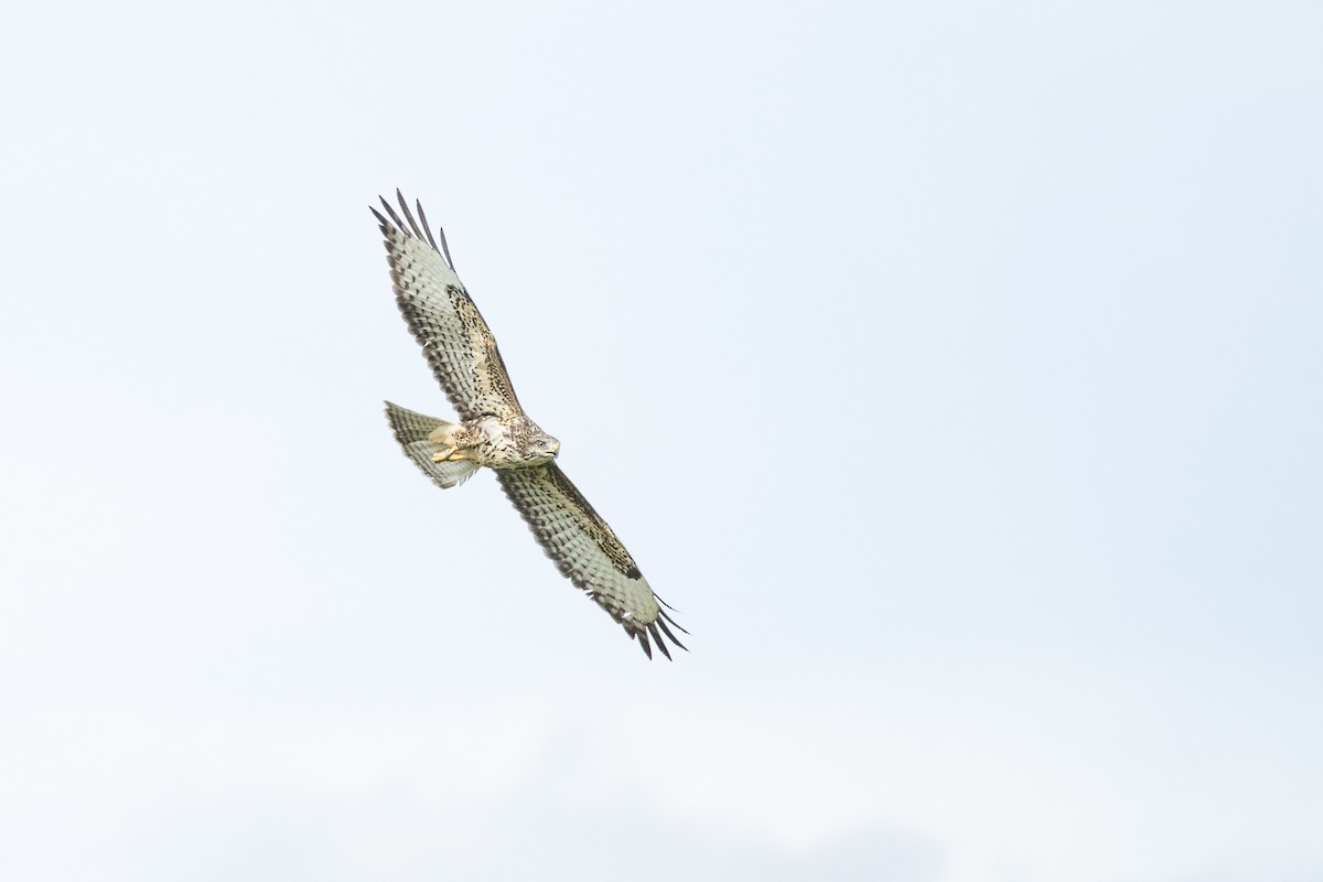 Common Buzzard - ML608422552