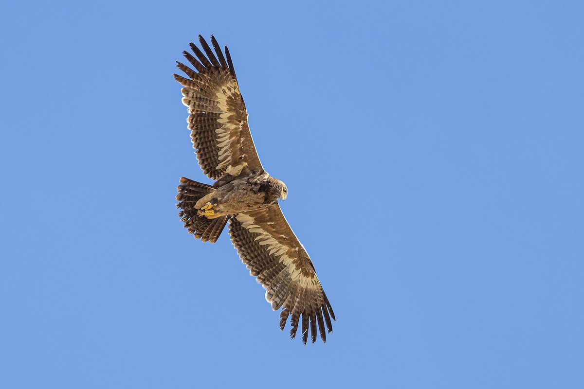 Steppe Eagle - Petr Podzemný