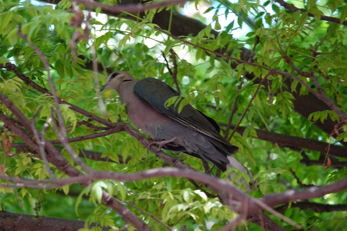 Red-eyed Dove - ML608422577