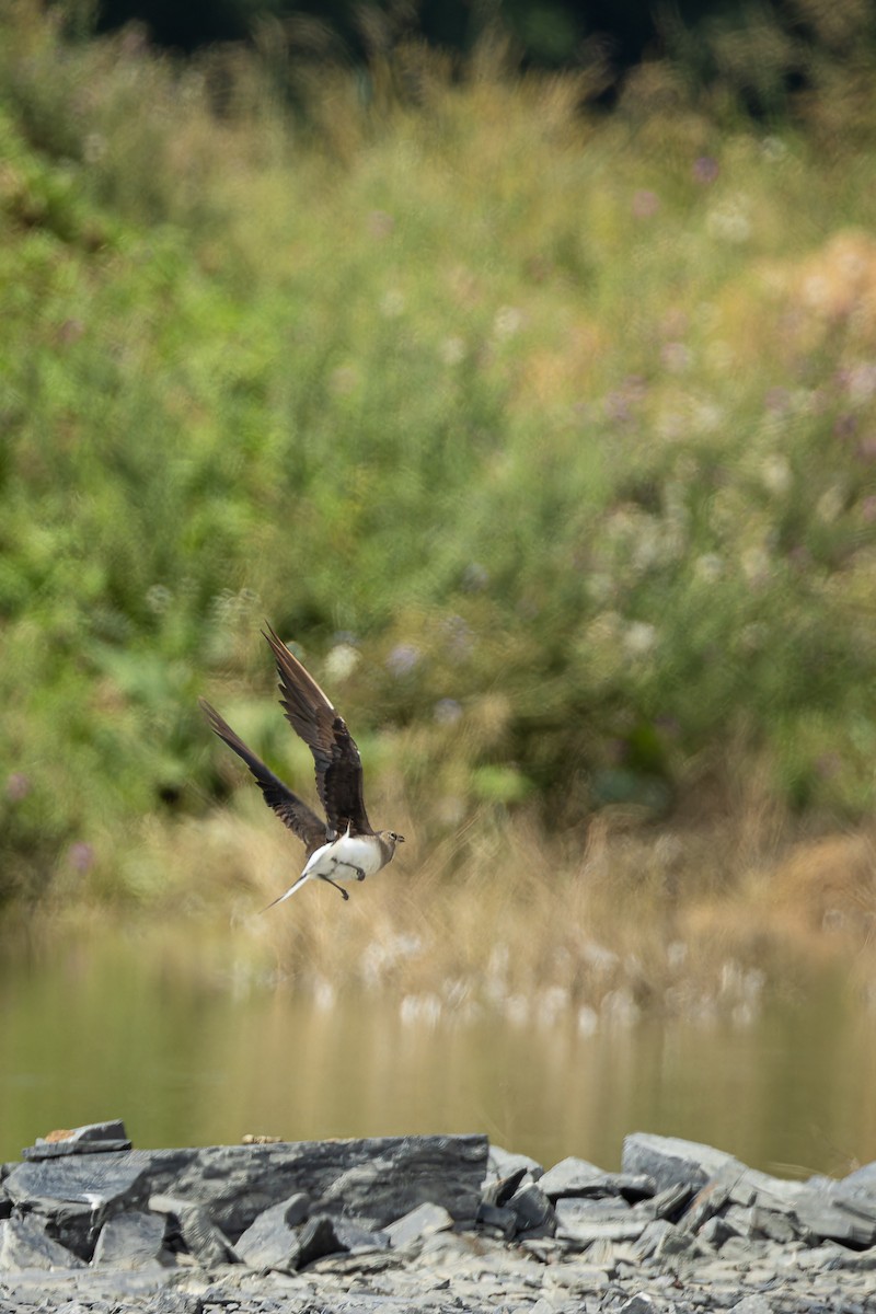 Black-winged Pratincole - ML608422585