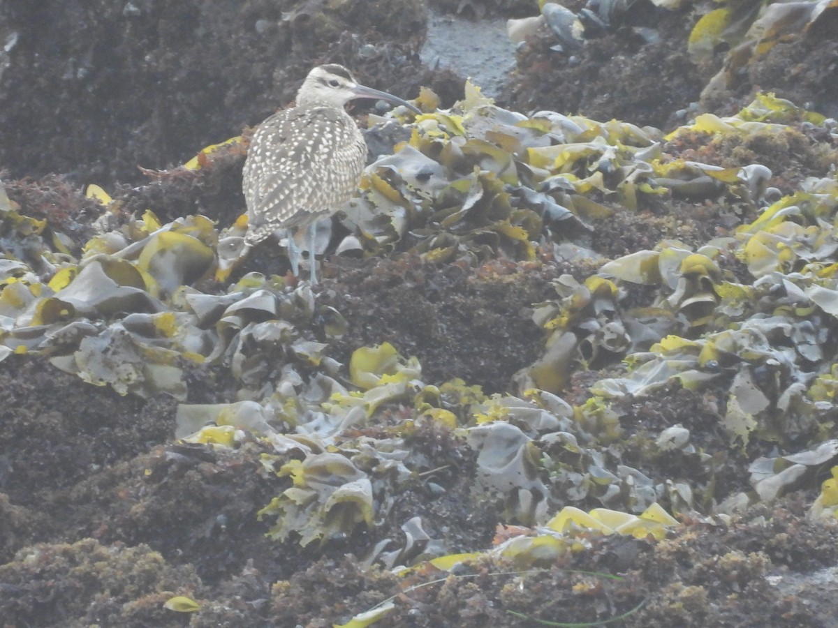 Whimbrel - ML608422678