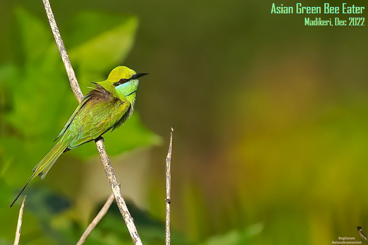 Asian Green Bee-eater - ML608422728