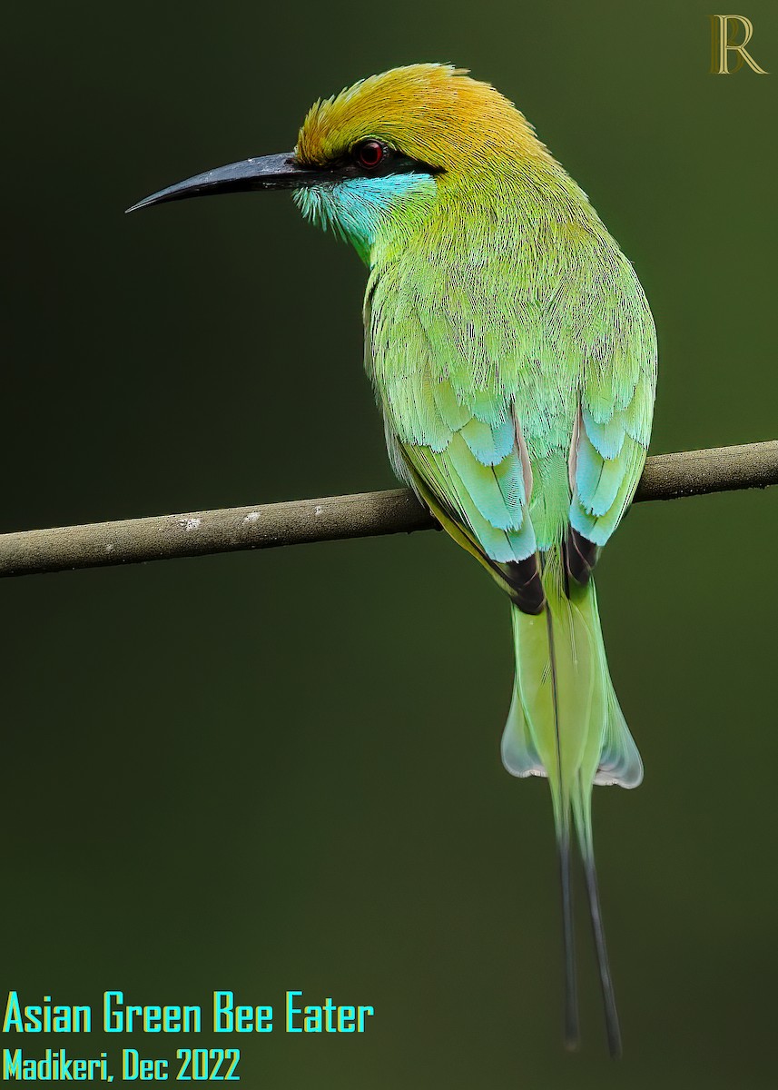 Asian Green Bee-eater - ML608422729