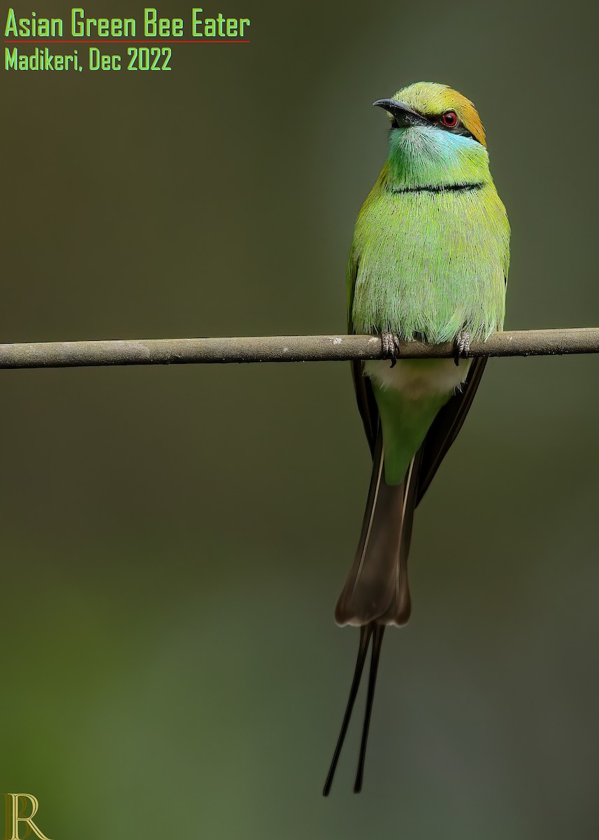 Asian Green Bee-eater - ML608422730