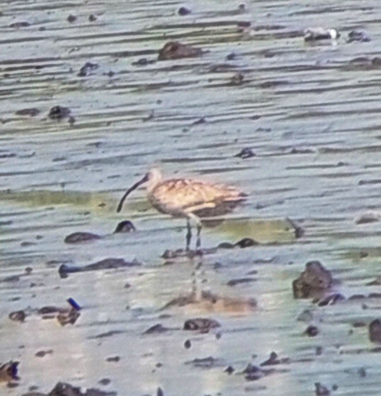 Eurasian Curlew - Kurt  Cabahug