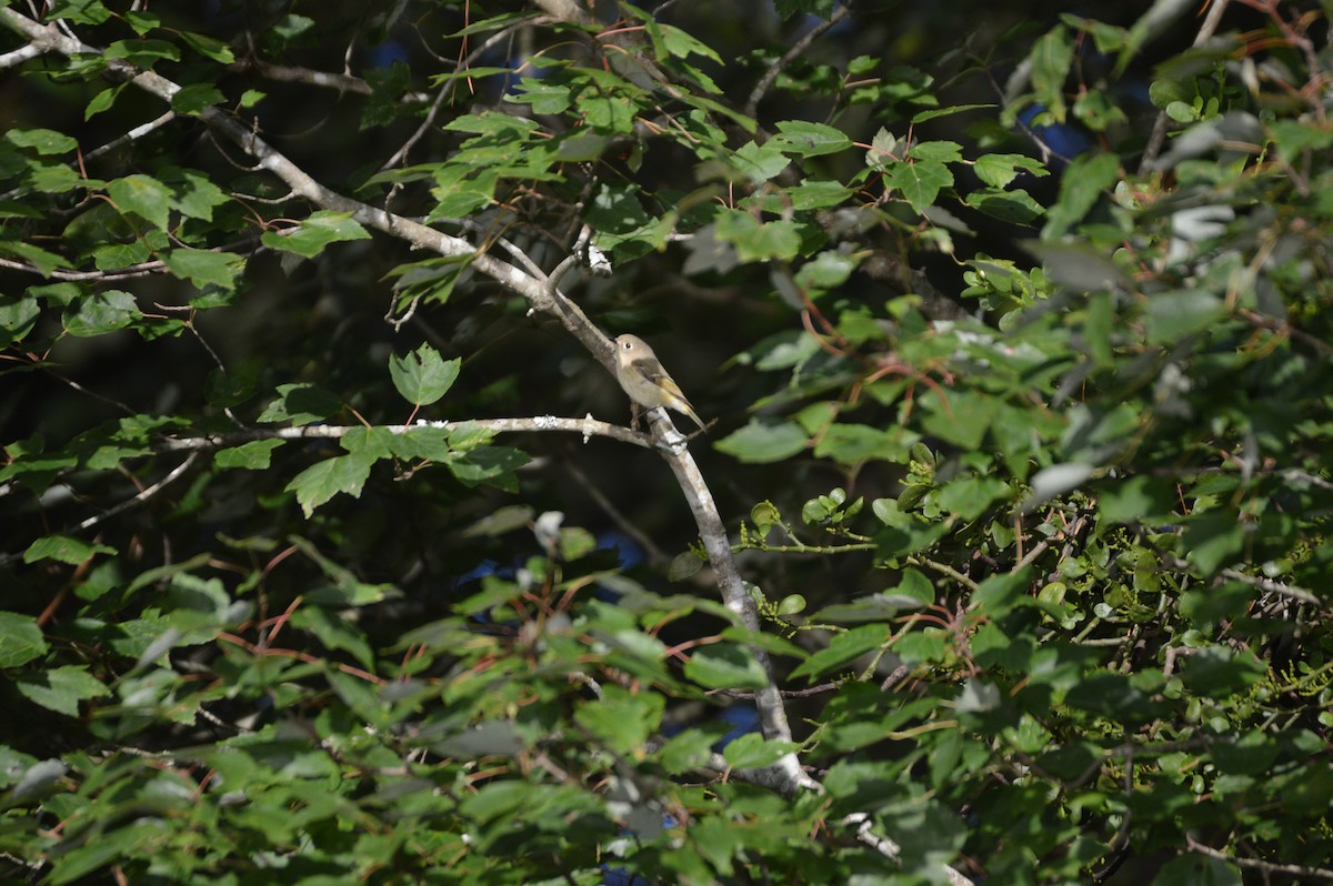 Ruby-crowned Kinglet - ML608422800