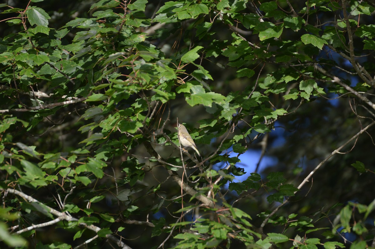 Ruby-crowned Kinglet - ML608422805