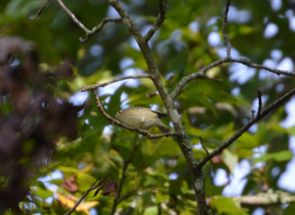 Ruby-crowned Kinglet - ML608422828
