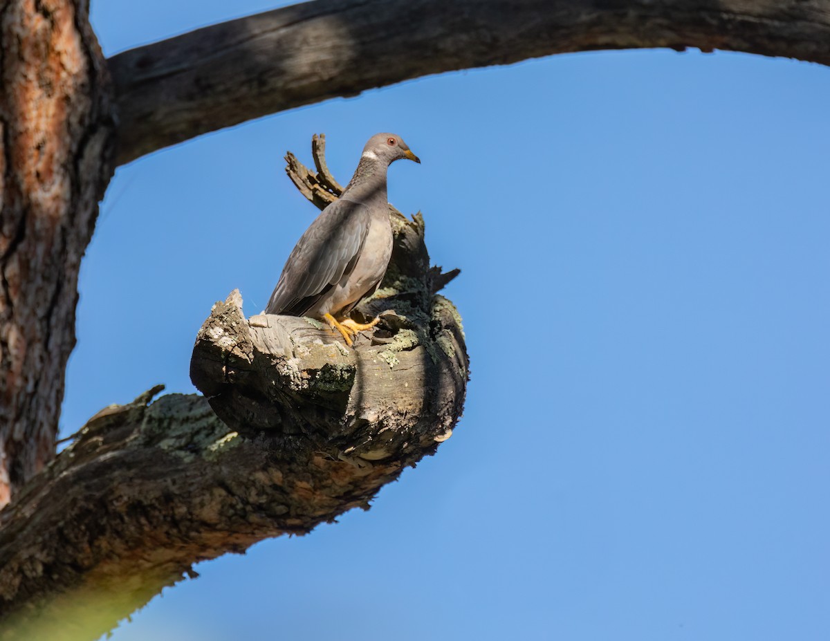 Band-tailed Pigeon - ML608422837