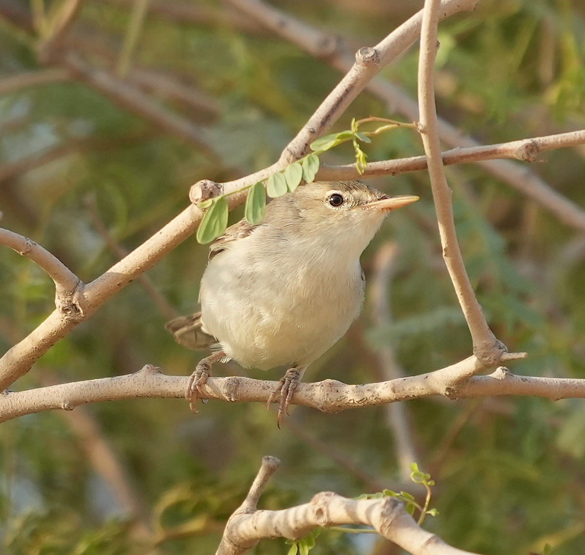 Eastern Olivaceous Warbler - ML608422896