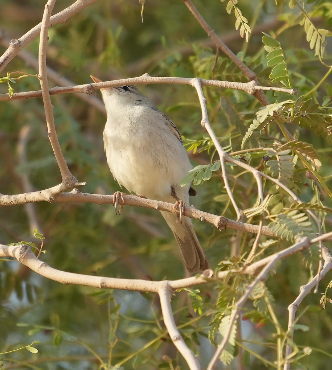 Eastern Olivaceous Warbler - ML608422897