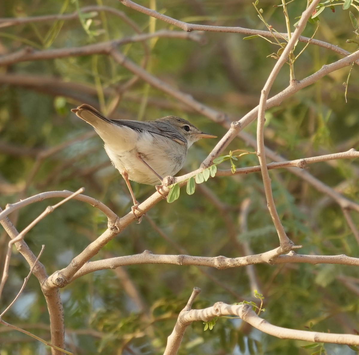 Eastern Olivaceous Warbler - ML608422899