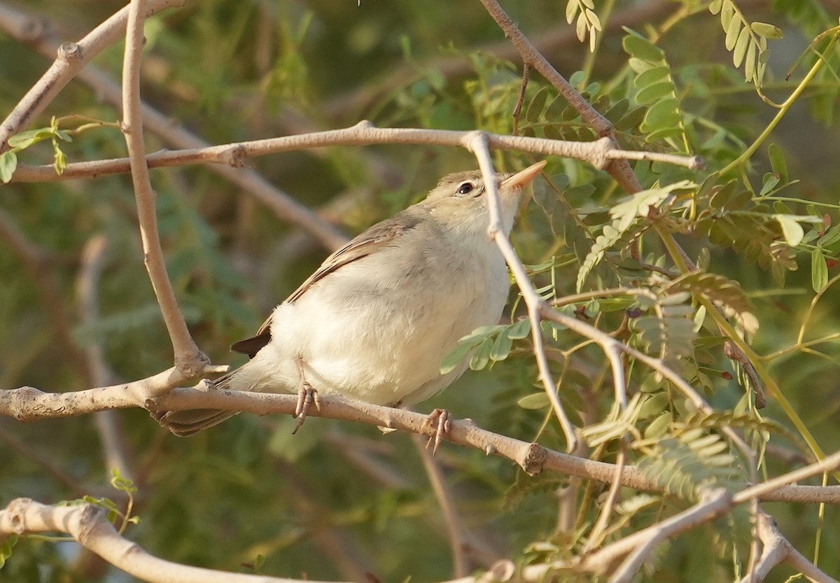 Eastern Olivaceous Warbler - ML608422900