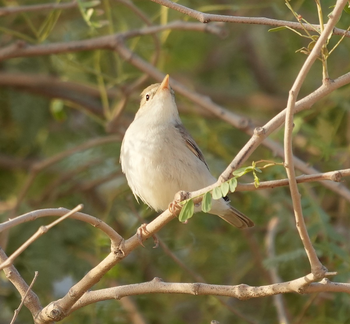 Eastern Olivaceous Warbler - ML608422901