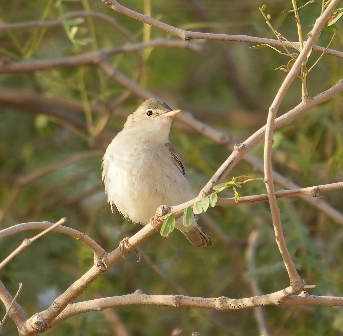 Eastern Olivaceous Warbler - ML608422905