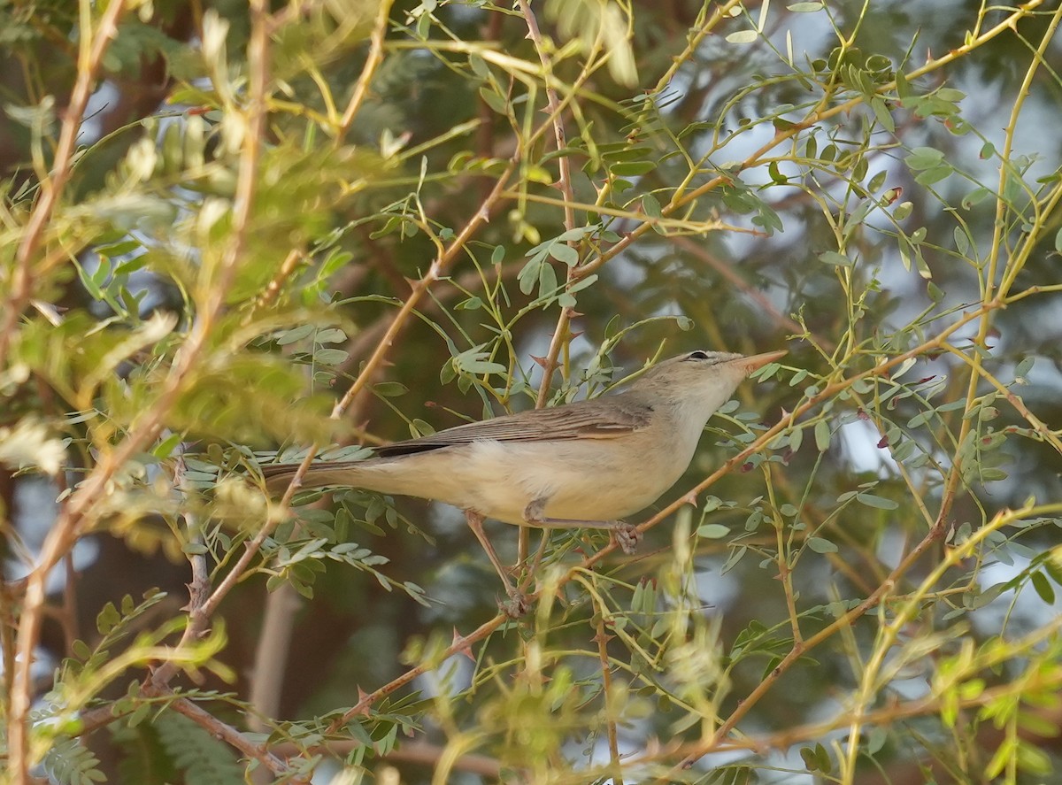 Upcher's Warbler - ML608422920