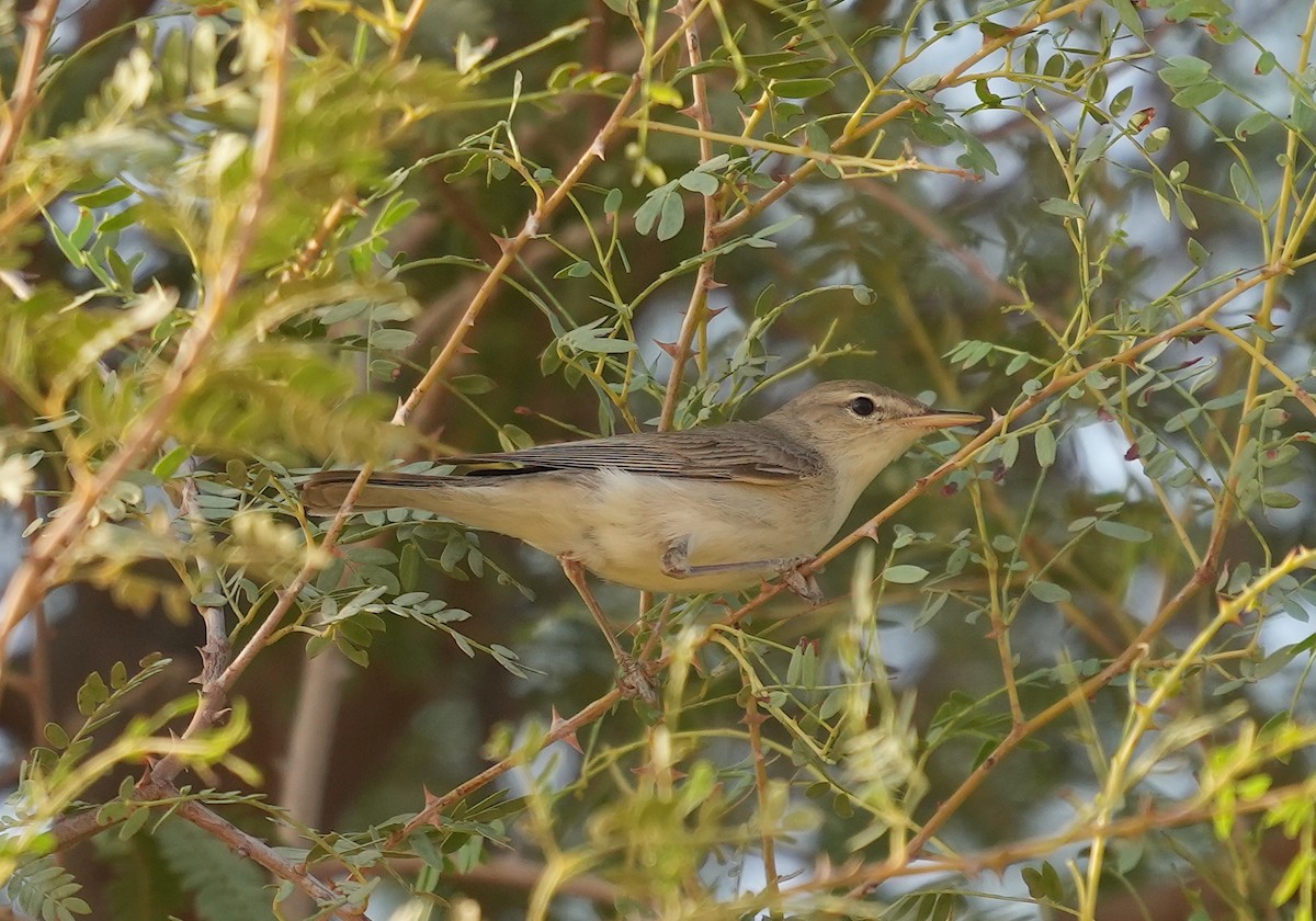 Upcher's Warbler - ML608422921