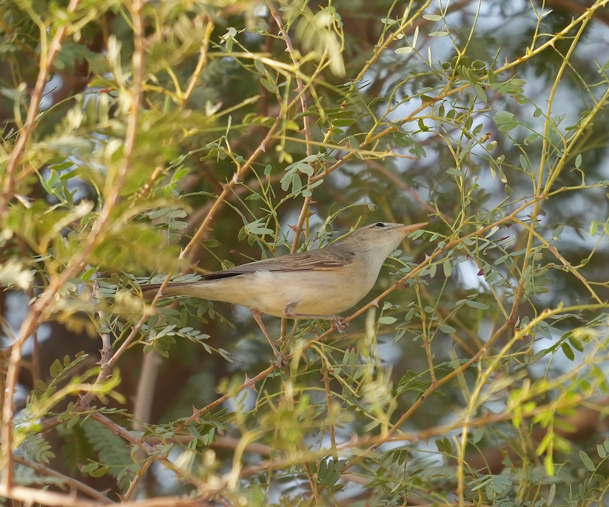 Upcher's Warbler - ML608422922