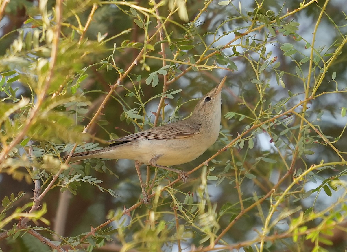 Upcher's Warbler - ML608422923