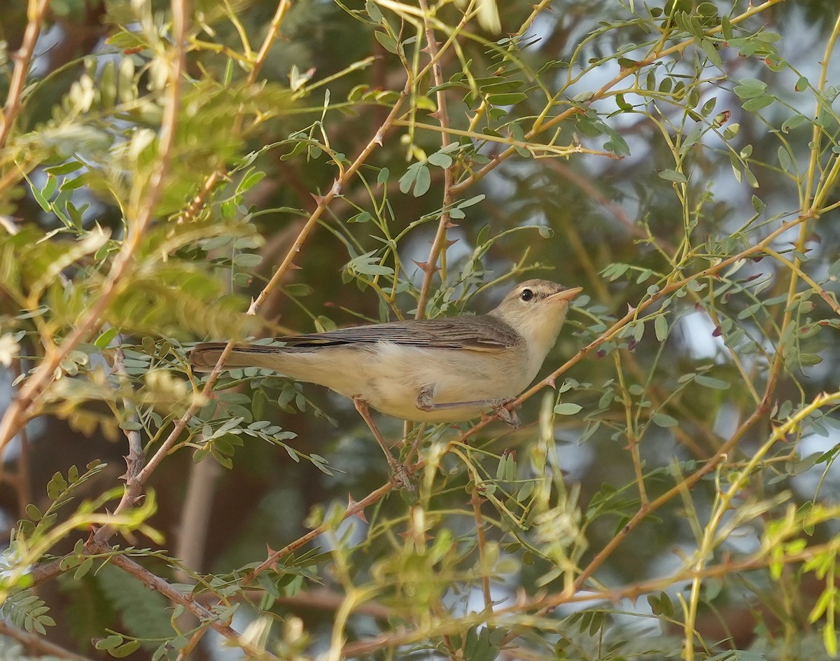 Upcher's Warbler - ML608422924