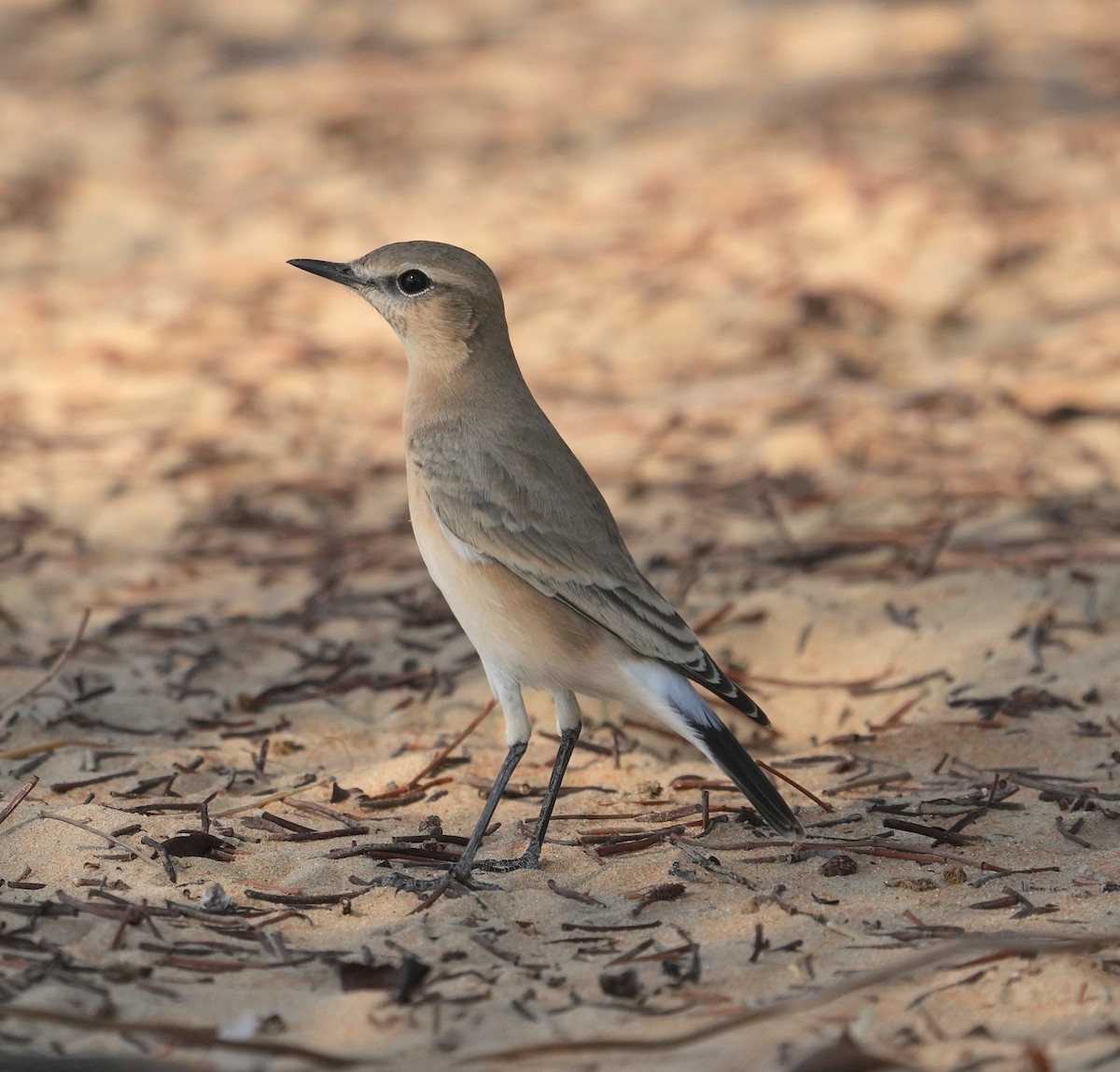 Isabelline Wheatear - ML608422974